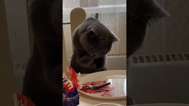 Кот Марвел