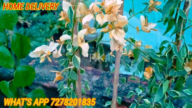 Bougainvilla flowers plants.... online sales. wholesale price..#bougainvillea #plants #nursery