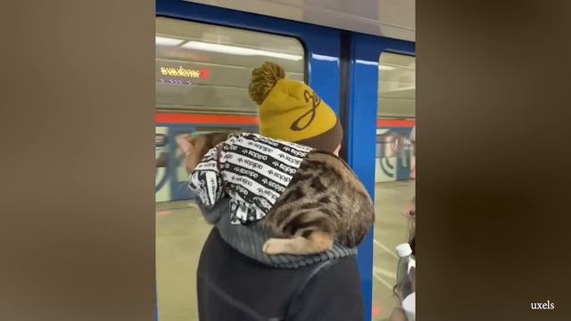 Cats Love Their Owner On A Different Level But It's Real Love - Cute Cat And Owner