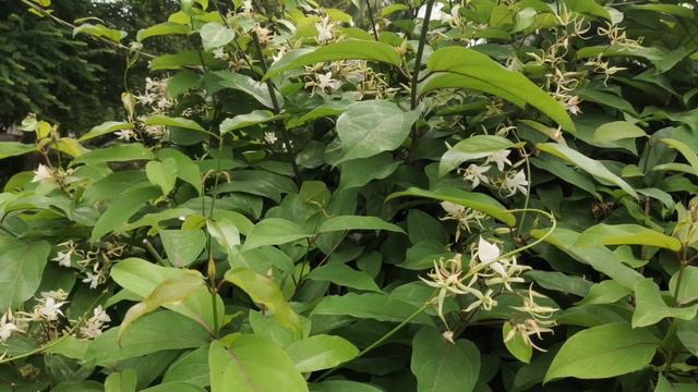 Plant for Aged Persons, बढ़ती उम्र वालों को ताकत का खजाना, Yellow star Jasmine, Trechlospermum sp.