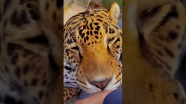 Jaguar Boop