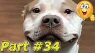 Подборка видео с забавными животными апрель 2024. Part #34 #dog #cat #animals #video #smile #new