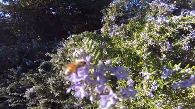 Honey Bees on Heather Flowers on a Beautiful Day in CA