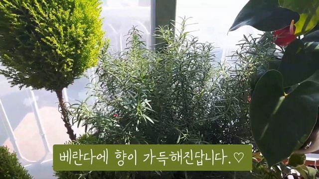 봄맞이 예쁜 식물들로 힐링하기