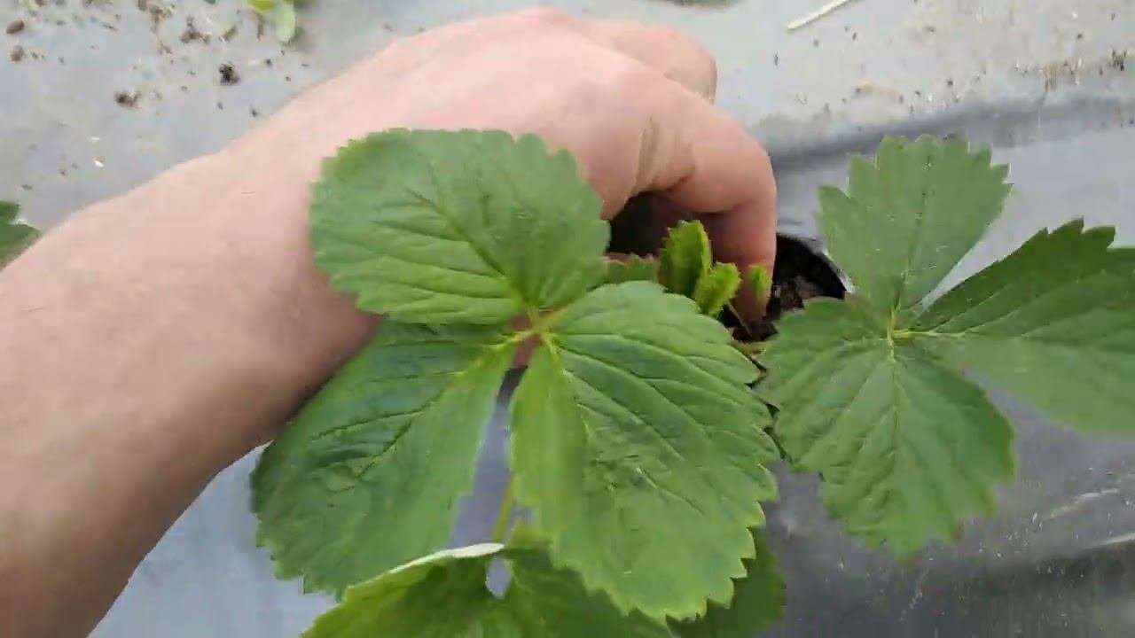 Что делать, если это произошло с кустами клубники!