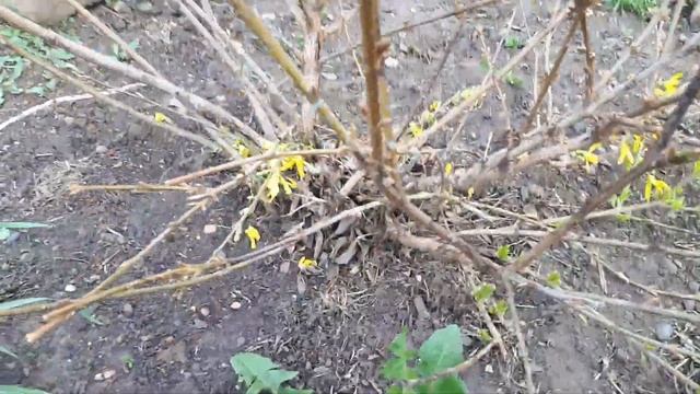 Форзиция 6 мая.Стоит ли её сажать...