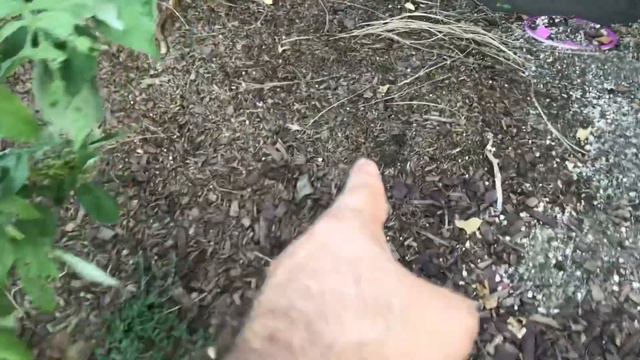 Backyard Food Forest Tour - Garden Tour Summer