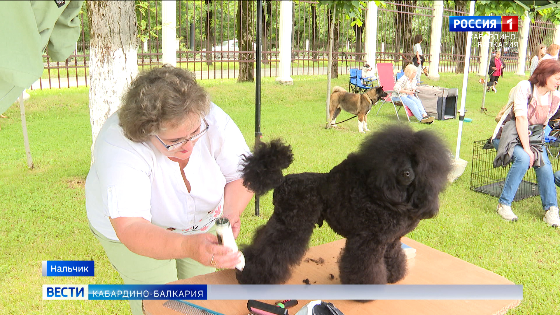 В Нальчике прошла выставка собак «Кубок Эльбруса»