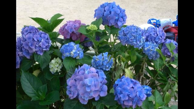 CASIO EXILIM EX-Z1050 ジャンクカメラ紹介