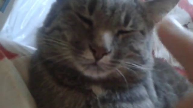 Кот дёргает ушком