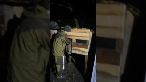 Знакомство с кролом. Порода фландр (бельгийский великан)