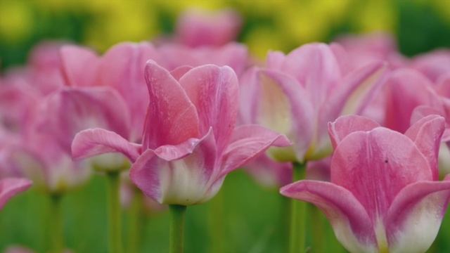 Музыка, исцеляющая аура. Исцеление души. Расслабление, Глубокий сон
#музыкадлядуши