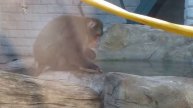 Обезьяна ест мороженое