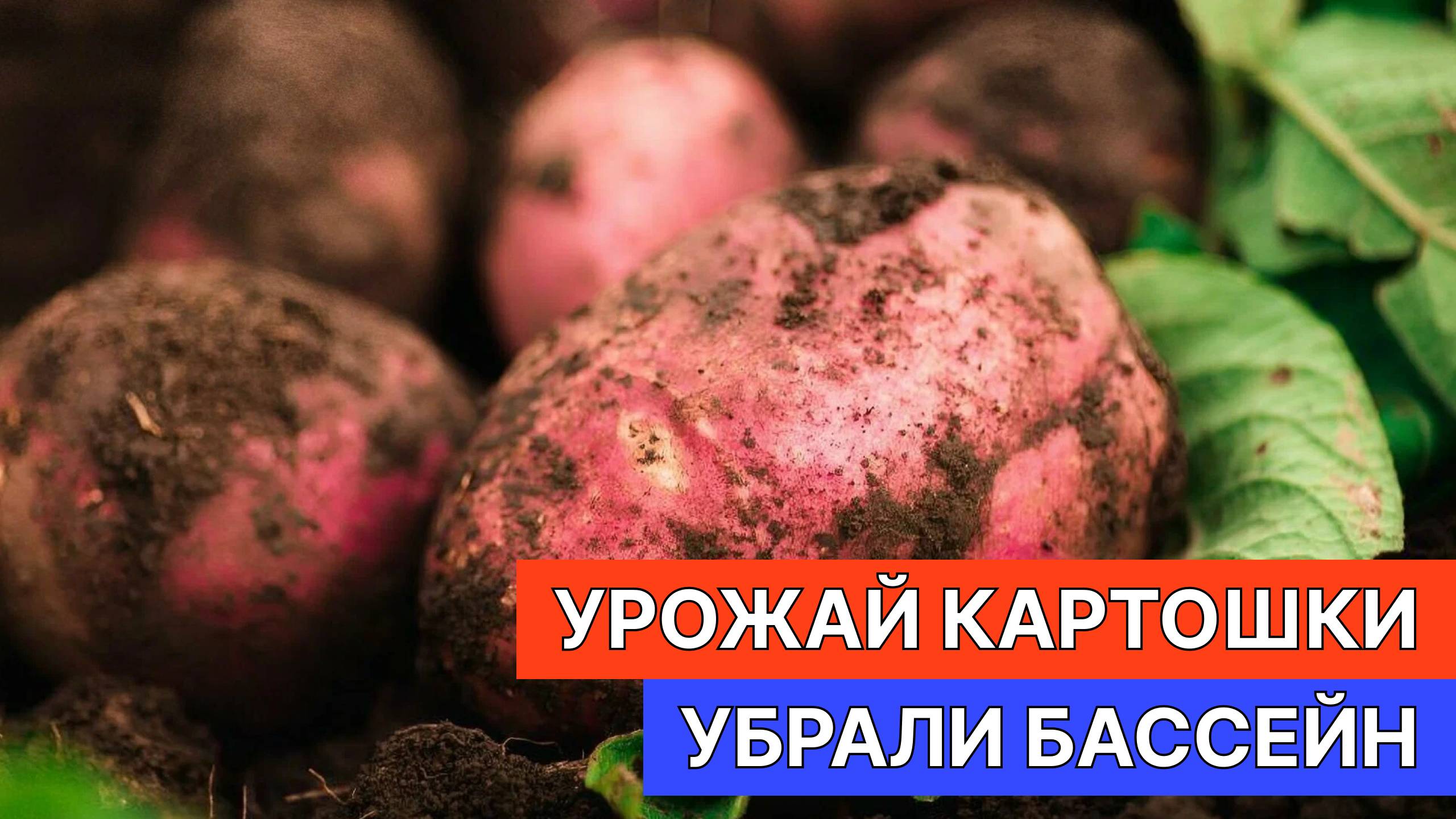 Собрали наш урожай картошки. Убрали бассейн.