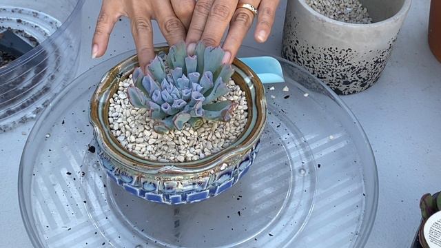 Repotting 3 Beautiful Succulent with Care Tips