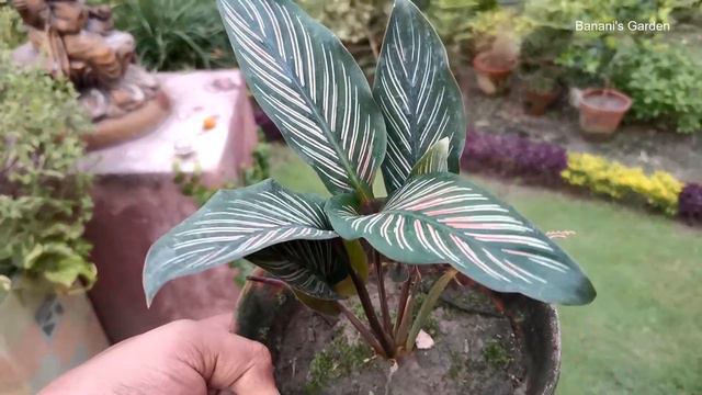 Indoor Plants perfect for gift | Indoor plants for your home | Banani's Garden