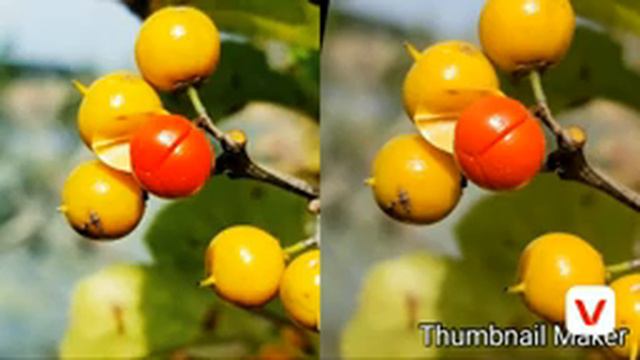 Samsung galaxy M 10 vs M 20 camera comparison ???best camera under 12k