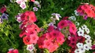 Июль - цветы - July - flowers -tango-