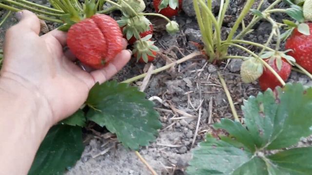 Огляд сортів на 10.06 - Роксана, Квікі, Аллегро, Дивна..