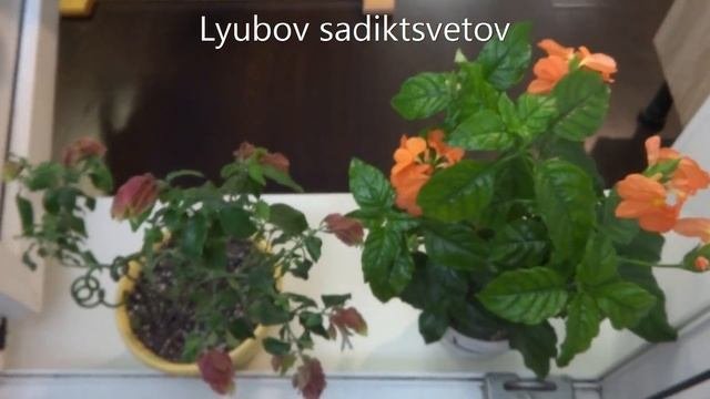Поговорим о том о сем. Мартовское цветение. Акваферма - рыбка внизу семена вверху.