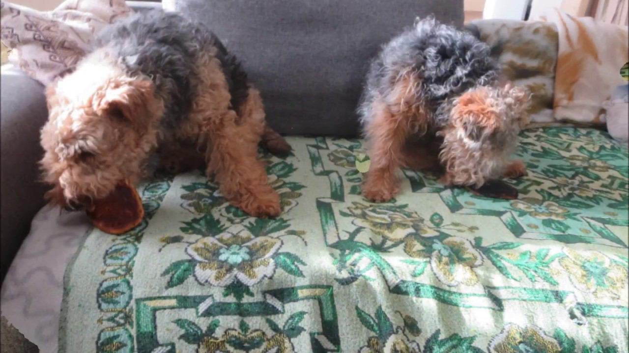 Welsh Terriers, Moroz, Sun.15.02.2017