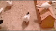 Мангистаускиe Бакинцы - БороШейки  /Baku Pigeons /Baki Goyercinleri (Асхат Алиев ,г .Актау )