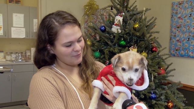 Noseless dog named Sniffles looking for forever home