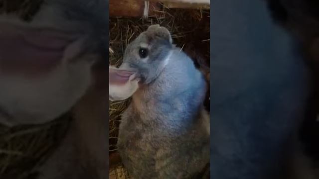мой старый видео  про кроликов мама кролик