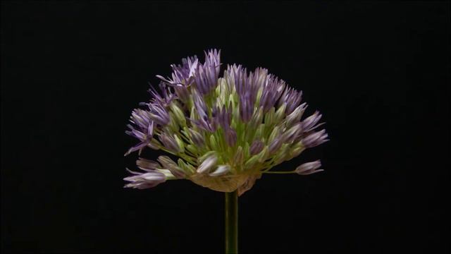 Some Shades Of Lilac
