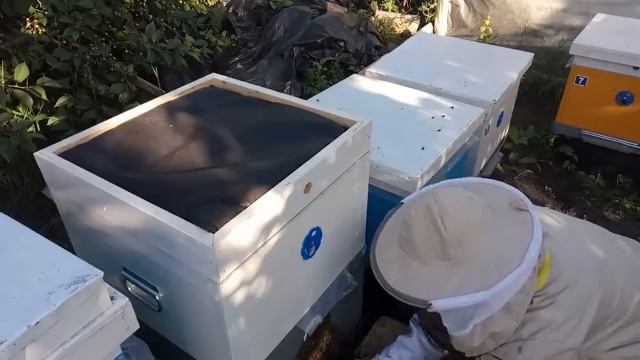 Избавляемся от роевого состояния семьи