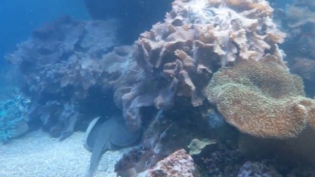 Редкие Рыбки. Подводное Царство.