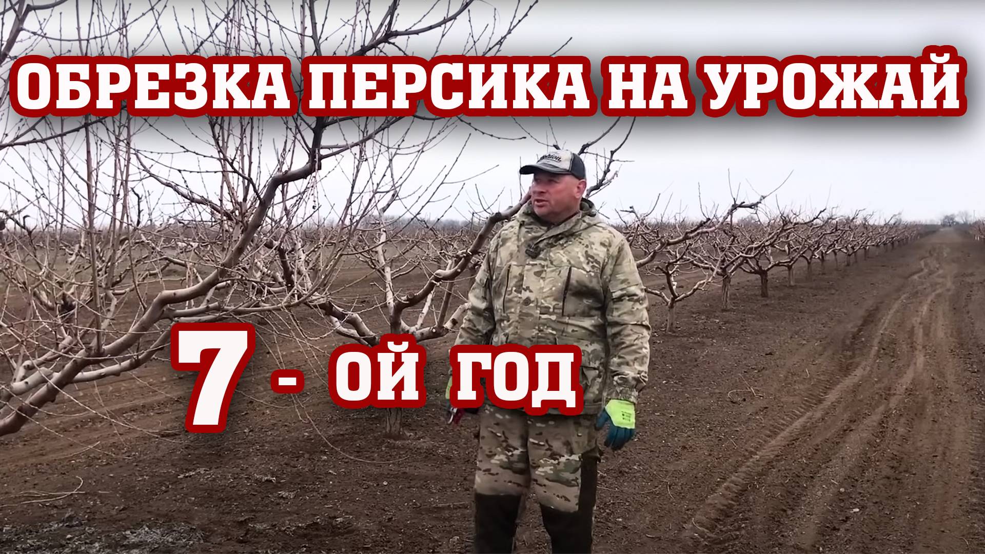 ОБРЕЗКА ПЕРСИКА НА УРОЖАЙ⧸7-ой год от посадки⧸Опытный участок