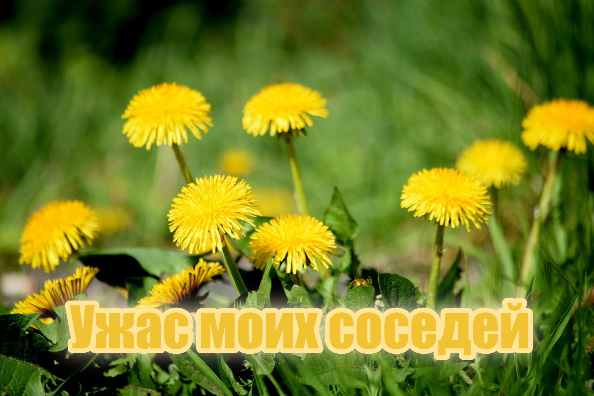 Одуванчик