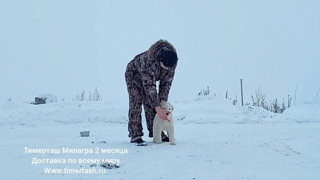 продажа ТИМЕРТАШ МИЛАГРА дочь Брины и Лондона Доствака по всему миру +79048881825 viber whatsapp