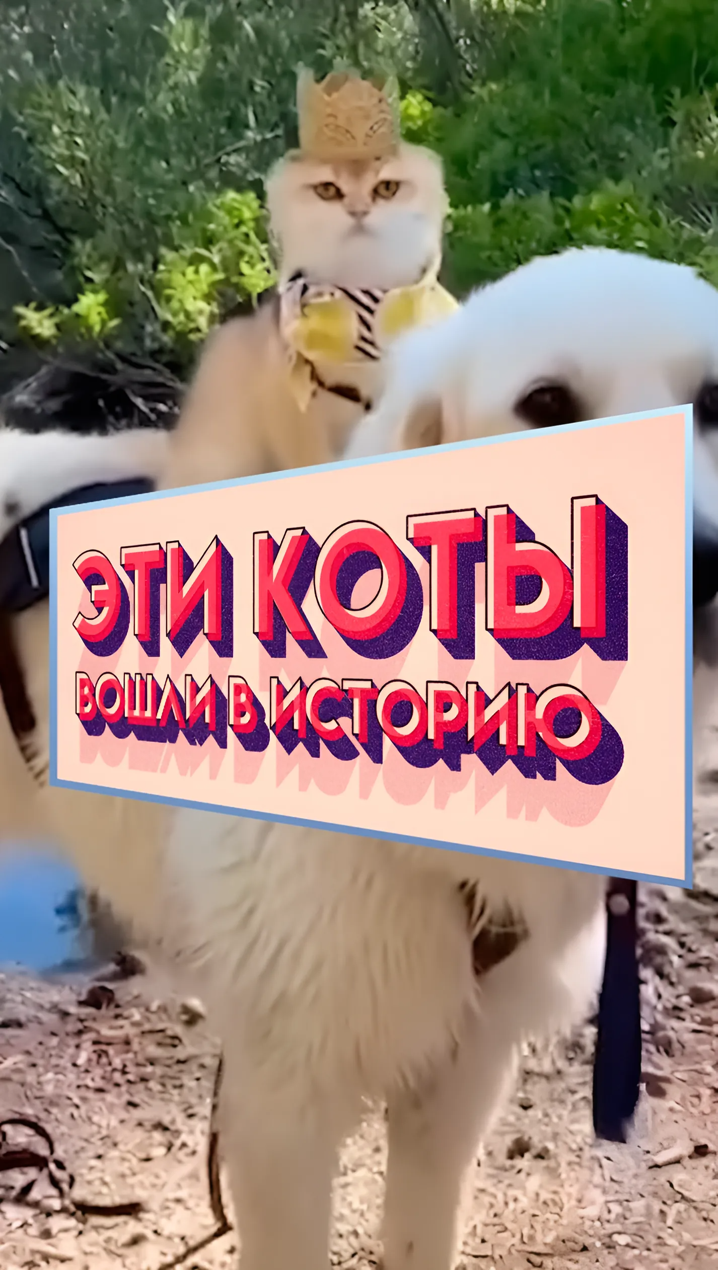 ЭТОТ кот вошел В ИСТОРИЮ 🔥 #shorts #коты #факты #4kvideo