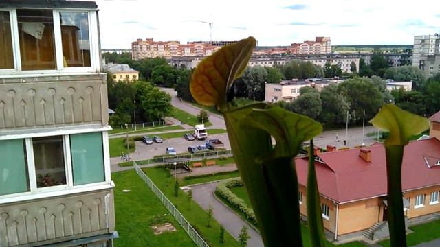 Растение хищник. Сарацения. Жрет мух. (4:17 само пожирание))