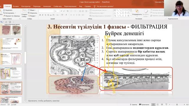 Гистология. Несеп шығару жұйесі,. Дәріс