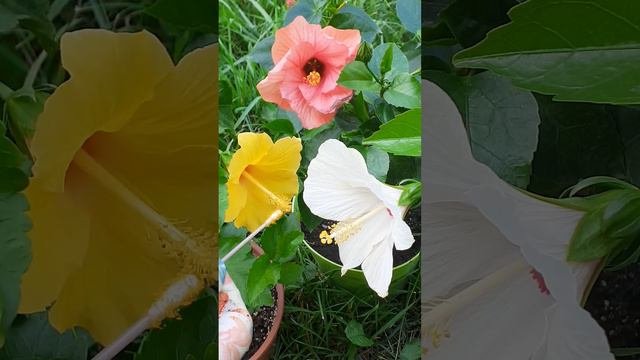 Способы ОПЫЛЕНИЯ комнатных цветов
