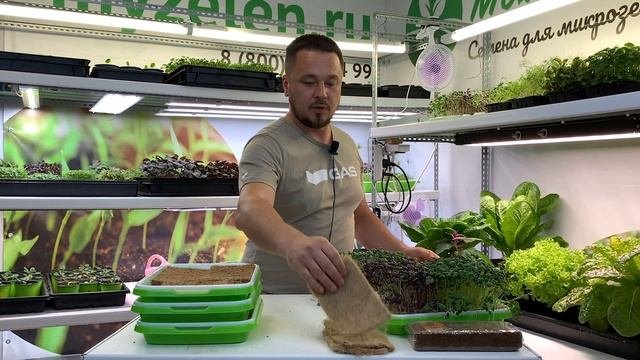 Сравнение субстратов для микрозелени
