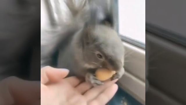 Белка приходит и приносит шишки в обмен на орехи