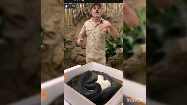 Это потрясающе мать змея(удав) защищает своих детёнышей в кладке яиц. Такого вы не видели.