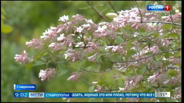 Ставропольские ученые рассказали, как скажутся температурные перепады на растениях