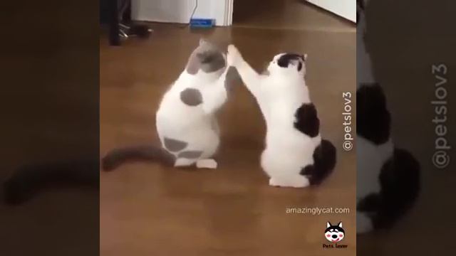 Забавные животные,  без    улыбки  не посмотришь это)))