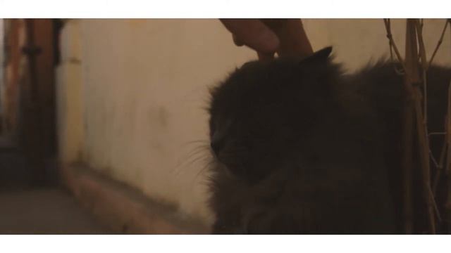 Кот по кличке Джек