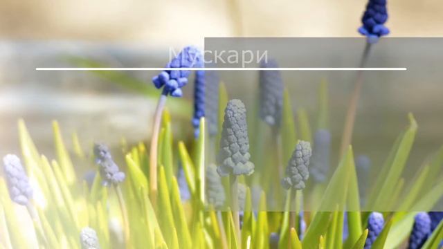 Неприхотливые цветы для дачи и сада: красота без забот