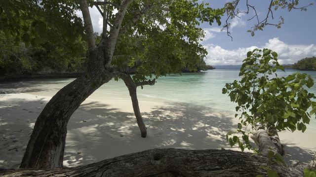 Тропический день -Красивые моменты на Диком тропическом острове. Живая Природа. Океан, Берег, Волны