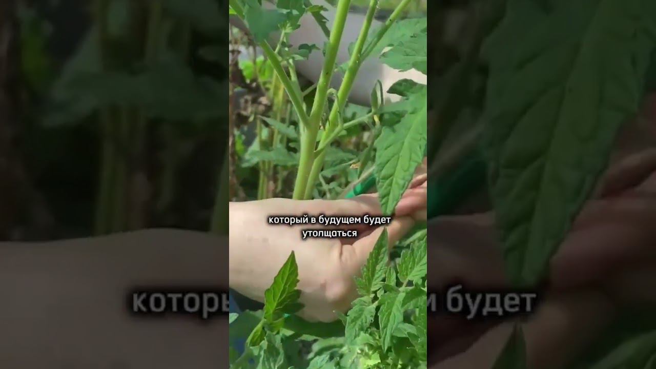 Подвязка томатов ТОЛЬКО ТАК