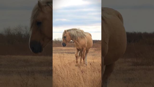 лошади в степях Астаны. Казахстан.