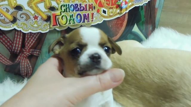 ВЫБОР ЩЕНКА ЧИХУА - ЦЕНА , ПАПА - МАМА = НА КОГО ПОХОЖ ЩЕНОК ? ( ПИТОМНИК "МАРИ МИСТИК" )