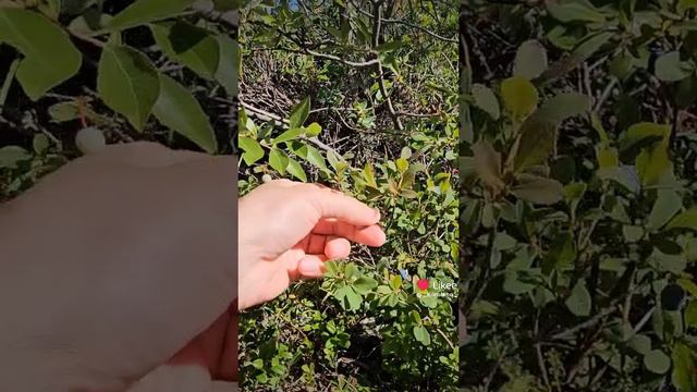 Северные ягоды